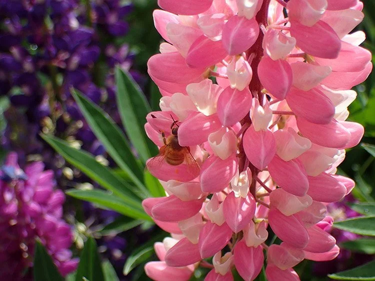 Une abeille butine sur un lupin