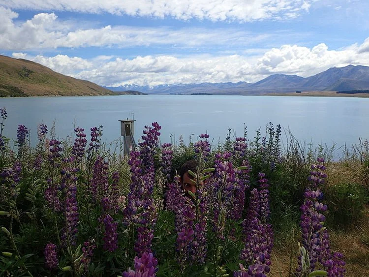 Avencurieux au lac Tekapo