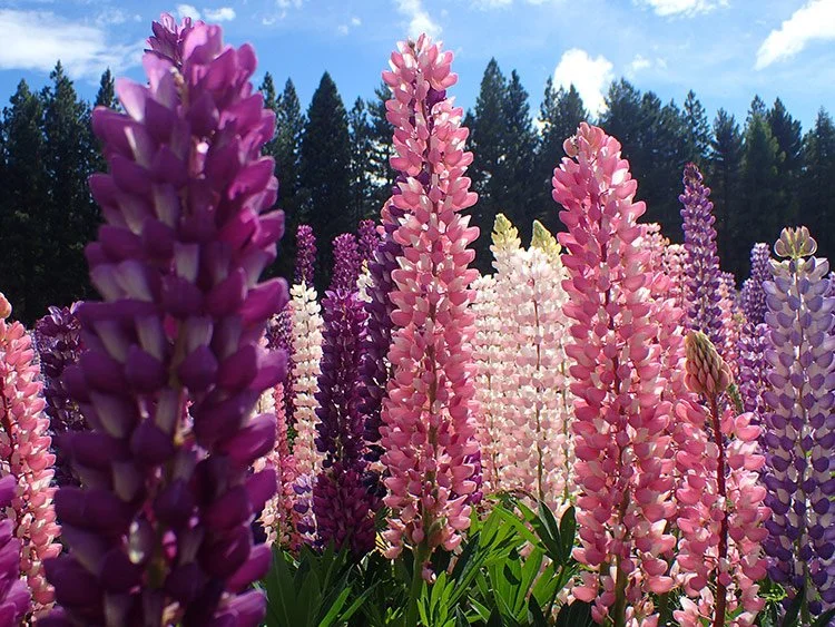 Lupins au lac Tekapo