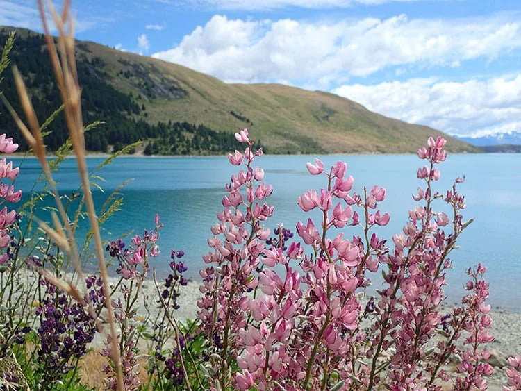 Lupins devant le lac Tekapo