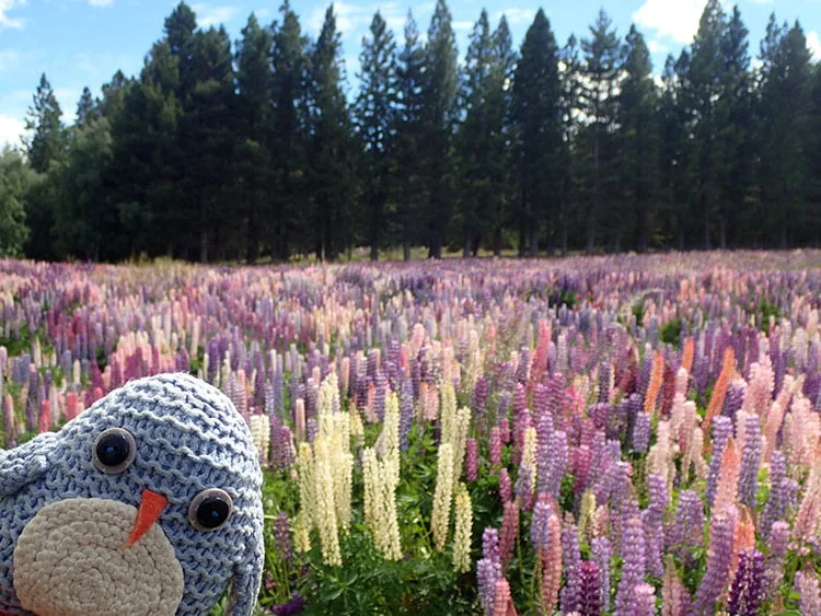 Pablo dans les champs de lupins multicolores