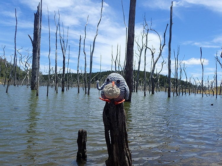 Pablo au lac Tinaroo