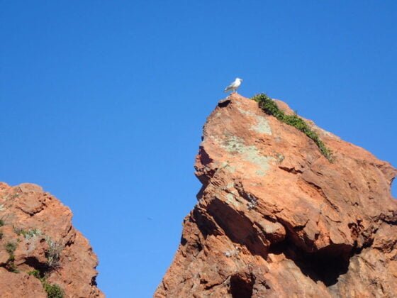Une mouette sur les roches rouges de la plage de la pointe de l'Aiguille