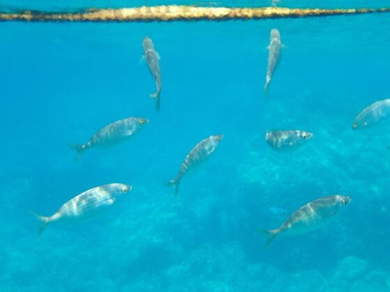 Poissons dans les eaux de la plage de la Mala