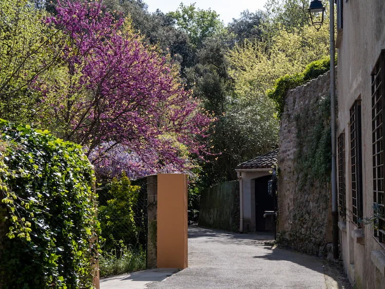 Ruelle fleurie au début de la randonnée vers la cascade de Laroque des Albères