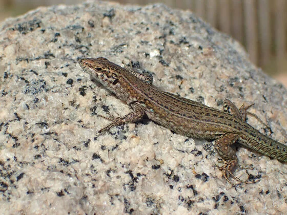 Lézard sur une roche
