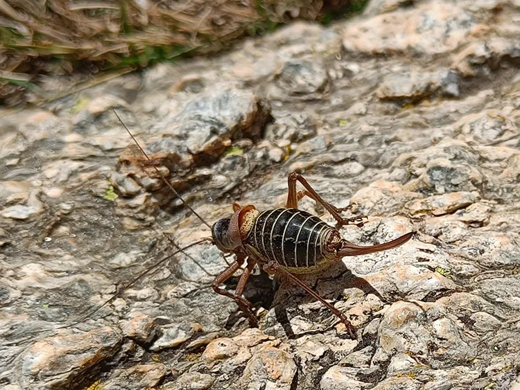 L'éphipiggère, un drôle d'insecte !