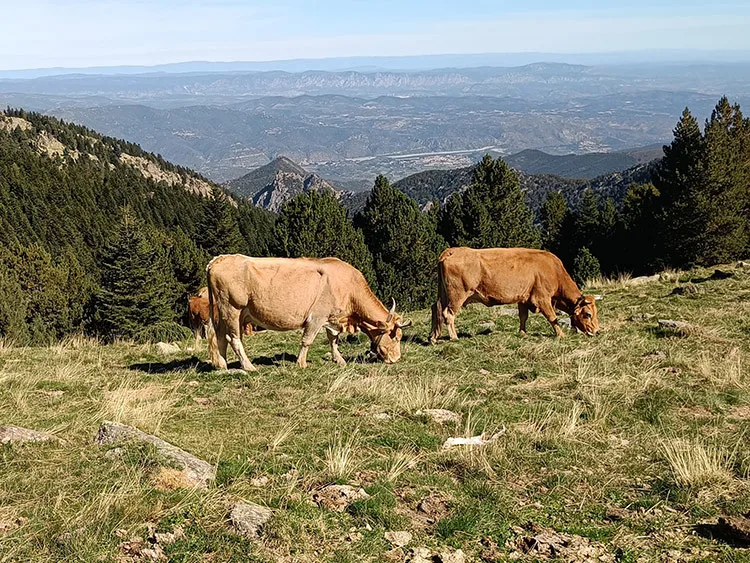 Des vaches broutent en pleine montagne