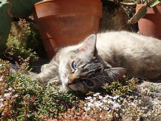 Un habitant félin rencontré dans le village