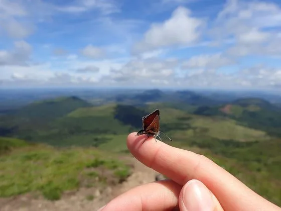 Papillon sur un doigt avec en fond la chaîne des Puys