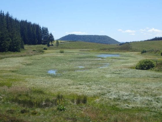 Marécage au retour vers Besse