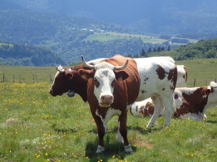 Vache au plateau du Guéry