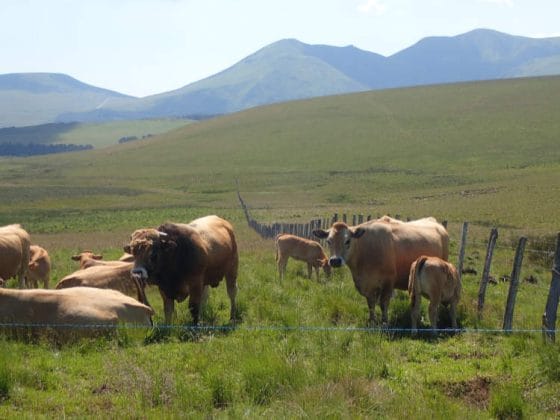 Vaches au plateau du Guéry