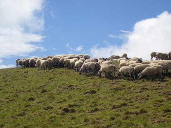 Moutons sur le Puy-de-Dôme