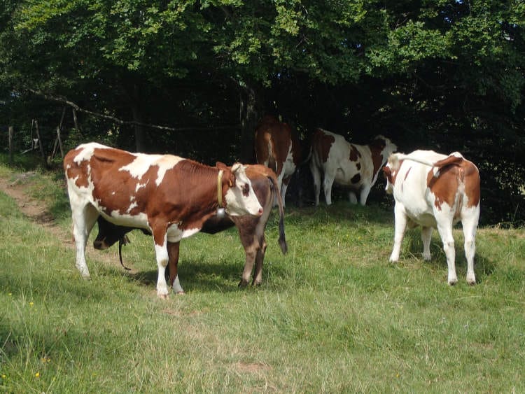 Vaches sur le sentier de Besse au Puy Pariou