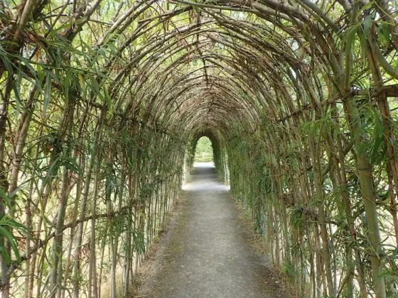 Tunnel végétal dans les jardins Robert Mallet-Stevens